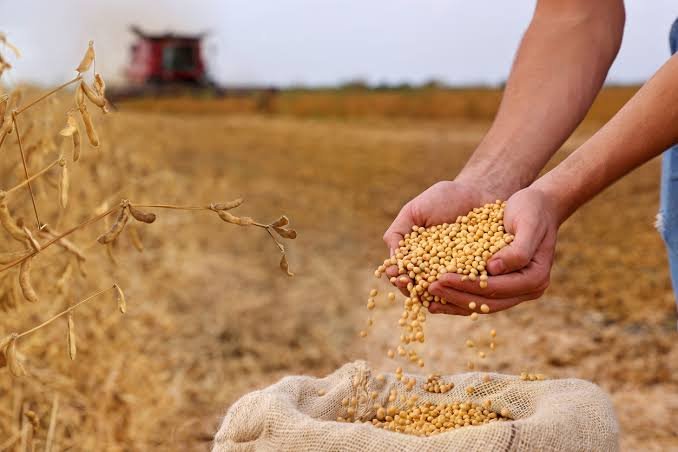 Soybeans