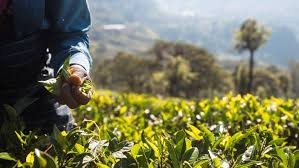 Tea
