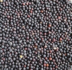 Rapeseed (Canola)